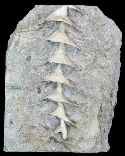 Archimedes Screw Bryozoan Fossil - Illinois #53344